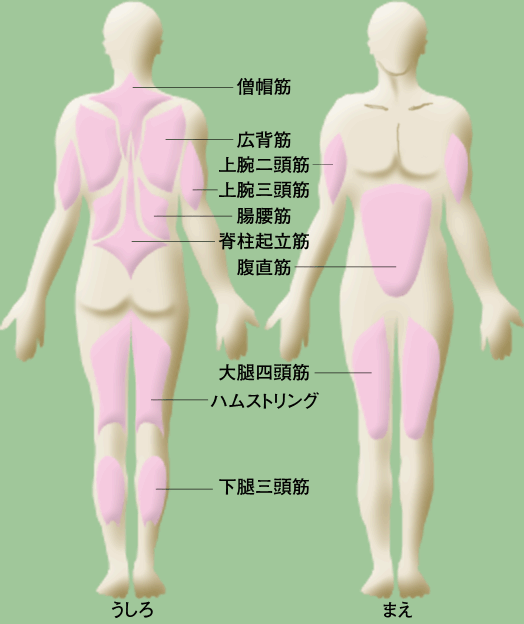 自転車で全身エクササイズ 簡単自転車ダイエット